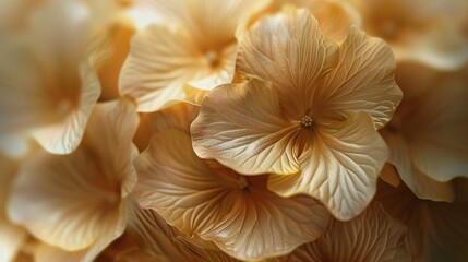 Gilded Petal Delight: Delight in the wavy dance of gilded petals on wildflower mophead hydrangea.