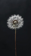 Close-up of a dandelion seed head against a dark background