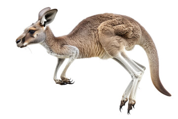 Australian Marsupial Mammal on Transparent Background