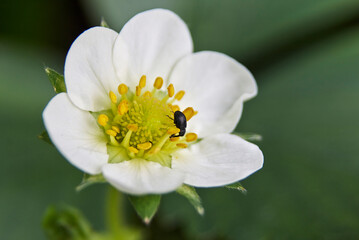 Rüsselkäfer auf Blume