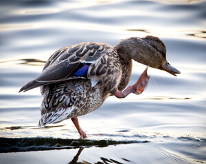 Close-up side view of a female mallard duck standing on one leg on a log in the water with soft...