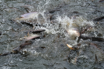 Fish in the pond for cooking