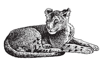 Graphical small lion lying  on white background, black and white illustration	