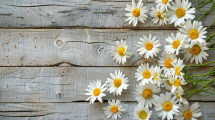 Obraz premium White chamomile flowers, natural background. An invitation card, a place for the text.