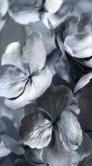 Silver Petal Harmony: Witness the harmonious interplay of silver on wildflower mophead hydrangea's petals.