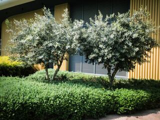 Olive oil trees in the modern city between buildings