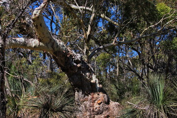 Australian gum tree in a lush forest setting