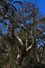 Australian gum tree in a lush forest setting