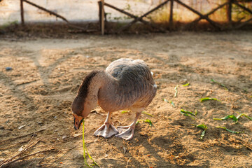 ducks on the farm, Geese in a country yard. Free range poultry farming.
