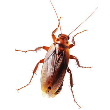 a cockroach isolated on white background