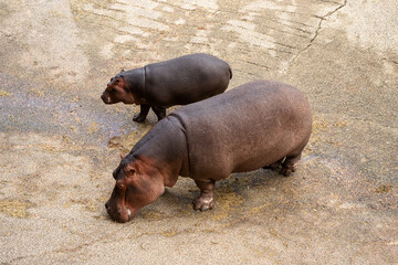 Two hippos standing in the dirt. One is larger than the other. The scene is peaceful and calm