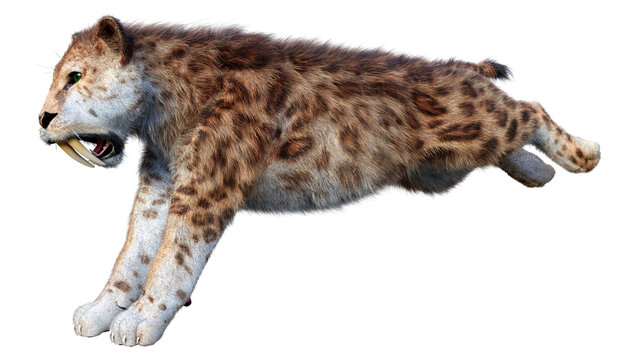 3D Rendering Saber Toothed Tiger on White