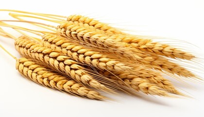 A handful of wheat stalks against a white background.