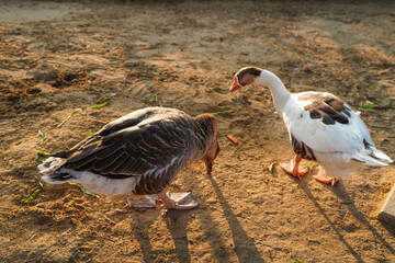 ducks on the farm, Geese in a country yard. Free range poultry farming.