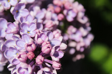 close up of lilac flowers, floral background, beautiful purple lilac flowers isolated close up