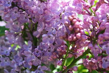 lilac flowers in spring,floral background, beautiful purple lilac flowers isolated close up 