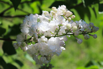 beautiful flowers of a delicate pinkish white lilac close-up on a blurred background