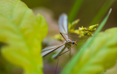 Obraz premium Large cranefly, tipula maxima insect sitting on leaf. Macro animal background