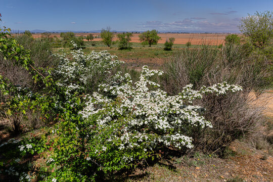 Rural landscape with Hawthorn with flowers in the foreground. Crataegus monogyna. El Páramo region, León, Spain.