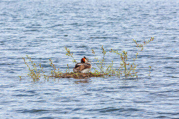 Podiceps cristatus. Crested Grebe on floating nest, lying on laying eggs.