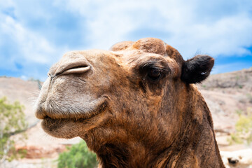 A camel with a big smile on its face. The camel is brown and has a long nose
