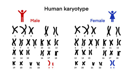 Normal human karyotype chromosome, Human karyotype and chromosome structure, Sex chromosome structure, Male and Female, Biological study, Autosome and sex chromosome, Men and Women