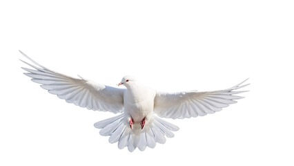 white dove flying isolated on white background