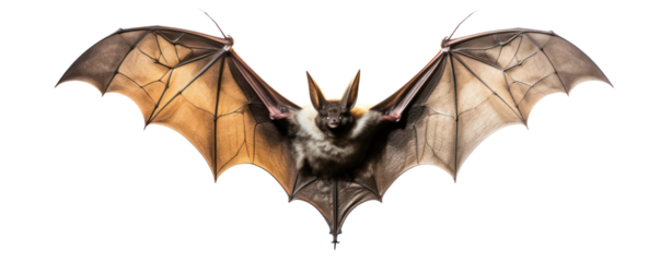 Bat isolated on white background