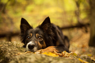 cute border collie dog lying resting on a mossy rock in a forest hiking