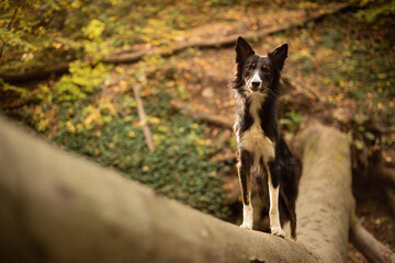 cute border collie puppy dog standing on a fallen tree in the forest hiking