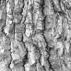 Silver tree bark background