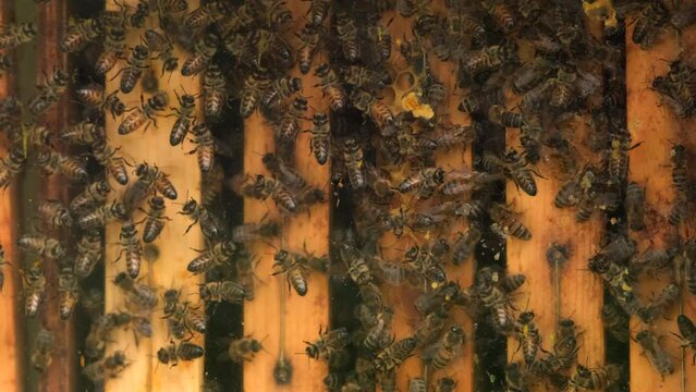 Close up view of the working bees on honey cells.