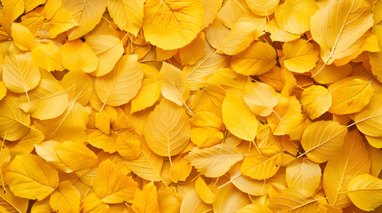 Background of colored golden autumn maple leaves in park. Yellow fall leaf. Flat lay, top view, copy space