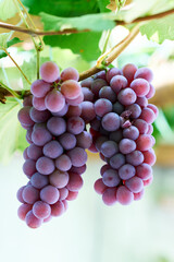 Cachos de uvas tipo Niagara