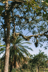 tree, palm, sky, nature, tropical, coconut, trees, green, summer, beach, travel, leaves, forest, plant, island, palms, landscape, flora, pine, vacation, branch, blue, outdoors, sea, palm tree