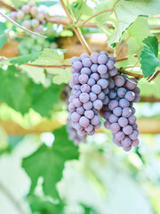 Cachos de uvas tipo Niagara