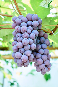 Cachos de uvas tipo Niagara