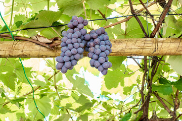 Cachos de uvas tipo Niagara