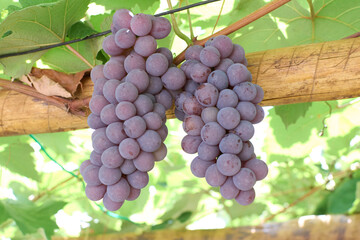 Cachos de uvas tipo Niagara