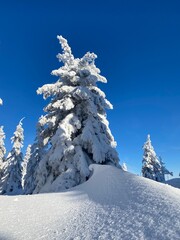 Majestic Snow-Crowned Evergreens on Mountainside