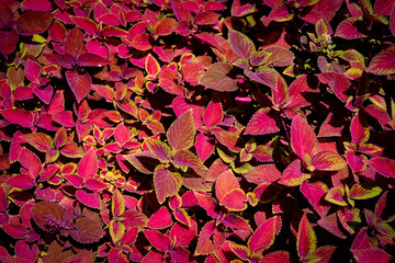 red plant leaves background, top view. Nature spring concept