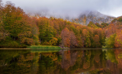 autumn in the forest