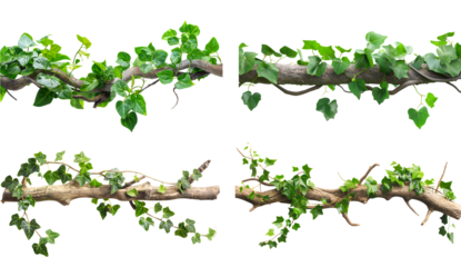 Vines and green leaves of tropical rainforest climb isolated on white or transparent background