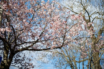 Cherry blossom in city center during spring in Norrköping. Norrköping is a historic industrial town in Sweden.