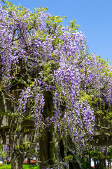 Obraz premium 綺麗に咲いた公園の藤の花 鳥取県 羽合臨海公園