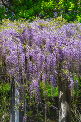 Obraz premium 綺麗に咲いた公園の藤の花 鳥取県 羽合臨海公園