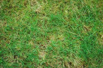 Green plant leaves background, top view. Nature spring concept