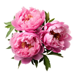 Fototapeta premium peony flowers isolated on a white background