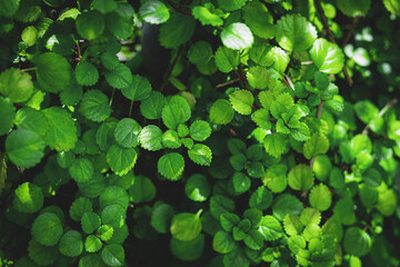Fototapeta premium Green plant leaves background, top view. Nature spring concept
