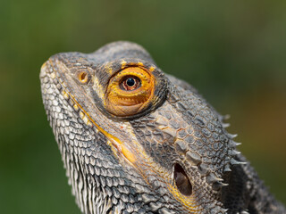 Bearded dragon macro portrait iris eye